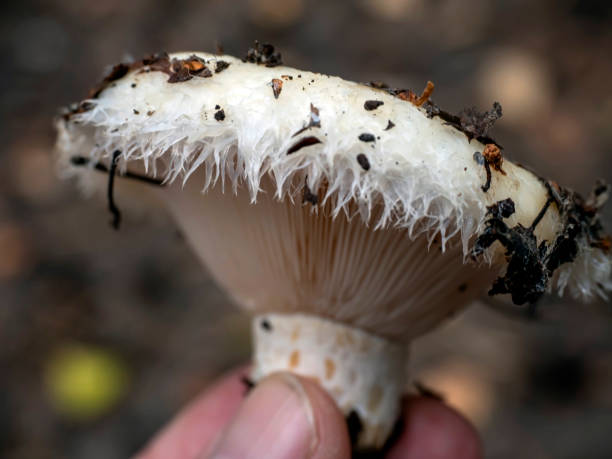 istock a mushroom in the forest, an edible mushroom 2004129445