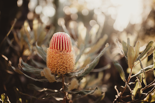 Golden acorn banksia in Australia