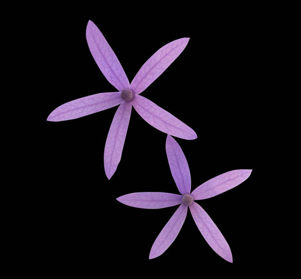 istock Purple wreath  flowers 2004133554