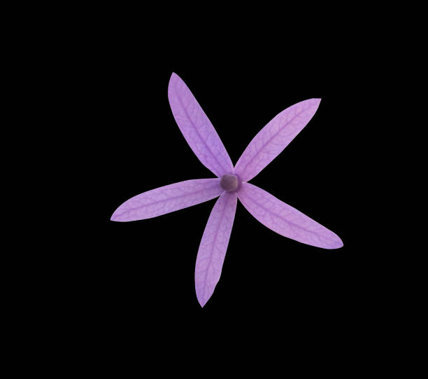 istock Purple wreath  flowers 2004133563