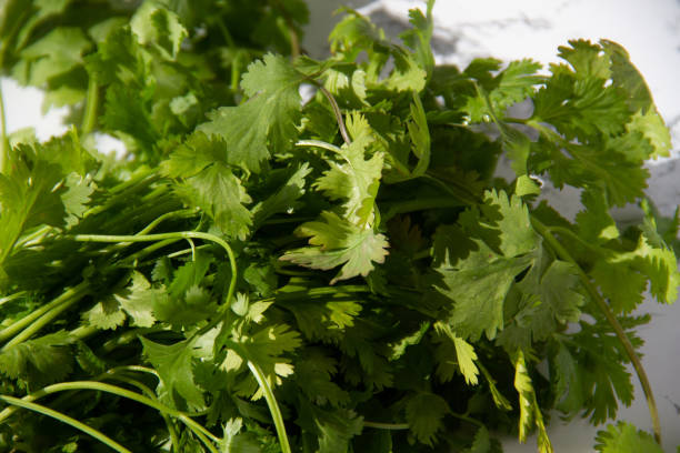 istock Vibrant fresh cilantro herb closeup 2004148505