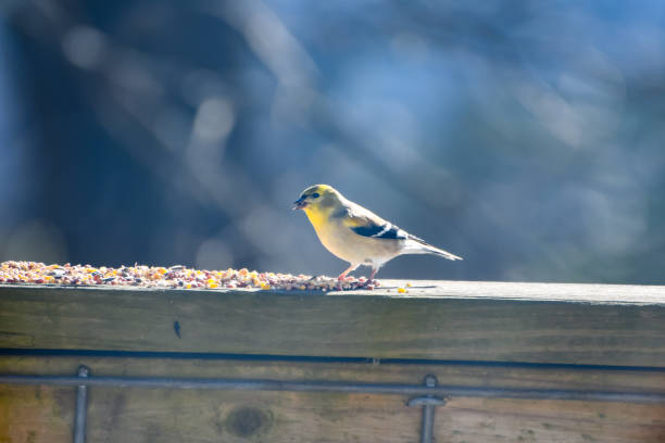 istock Birds Easting Seed on a Wooden Railing in Birmingham, Alabama in the Winter 2004154701