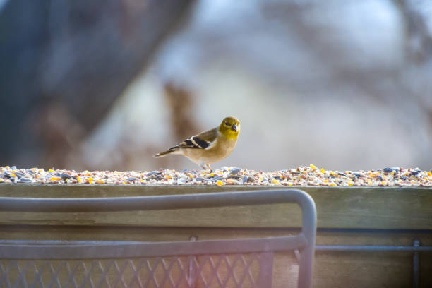 A pale yellow songbird sitting on a branch; washed out background