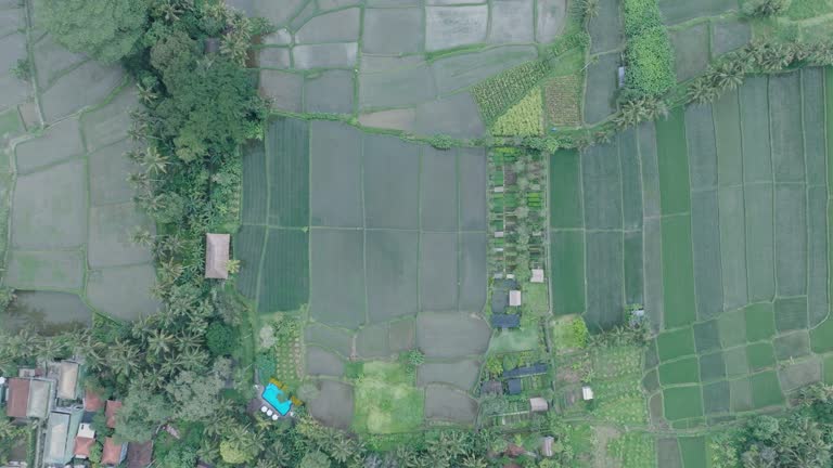 Top Down Drone Shot ascending over rice paddies in Ubud Bali with water reflections and flying bird