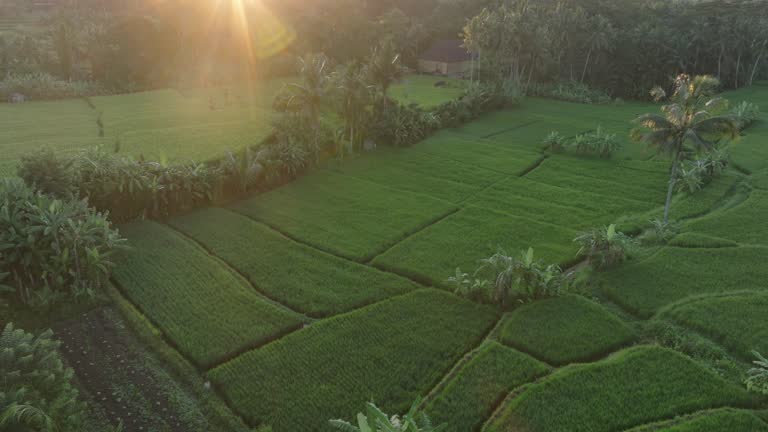 Aerial Drone Shot flying over rice paddies at Sunrise in Ubud Bali with Volcano in the Horizon
