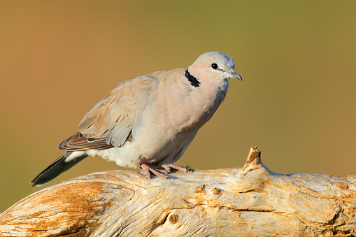 A Cape turtle dove (Streptopelia capicola) perched on a branch, South Africa