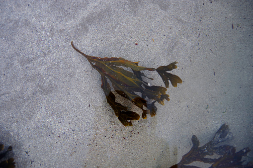 Sea kelp on sand in water, Sligo Bay