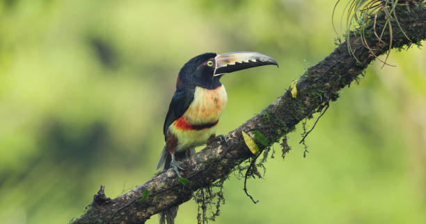 istock close up of a collared aracari perched on a tree branch 2004260295