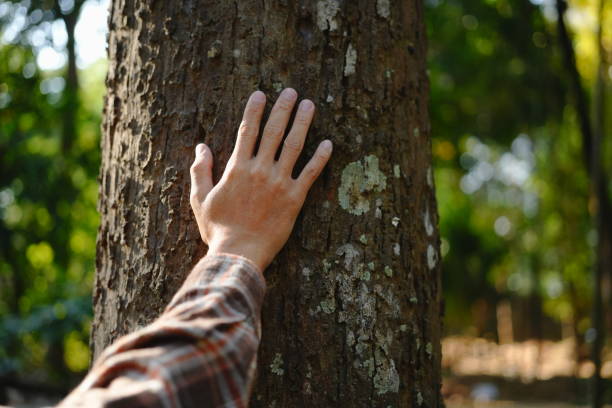 istock Human hands touching tree green forest in tropical woods, hug tree or protect environment, co2, net zero concept, pollution or climate change, earth day 2004261848