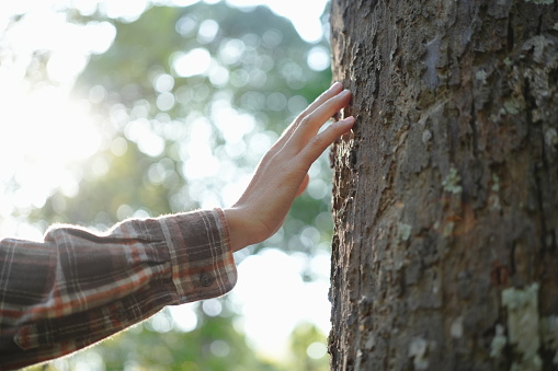 Young Adult Man Enjoying Hugging a Tree in Forest.