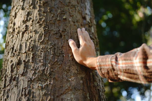 istock Human hands touching tree green forest in tropical woods, hug tree or protect environment, co2, net zero concept, pollution or climate change, earth day 2004261853