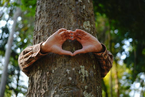 istock Human hands touching tree green forest in tropical woods, hug tree or protect environment, co2, net zero concept, pollution or climate change, earth day 2004261857