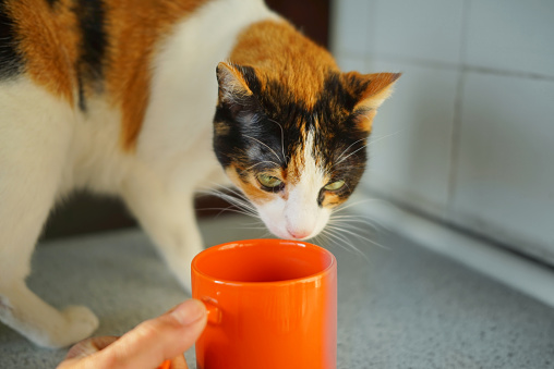 А cat wants to drink milk from its owner's cup