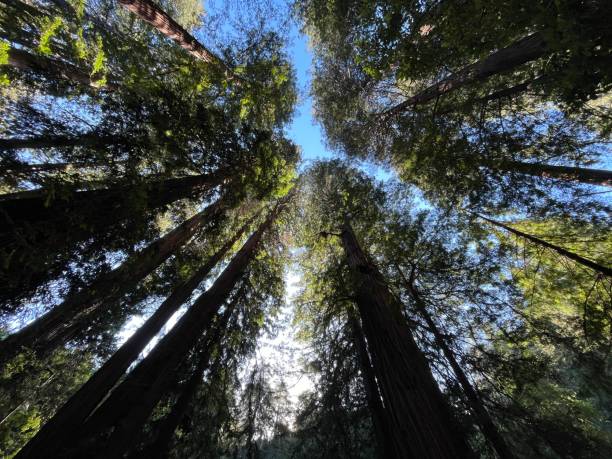 istock Looking up at the treetops in the forest 2004281973