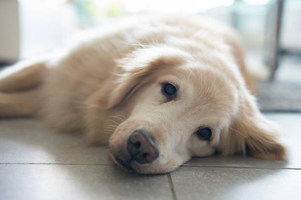 Mid-shot of cute dog relaxedly lying on floor at home