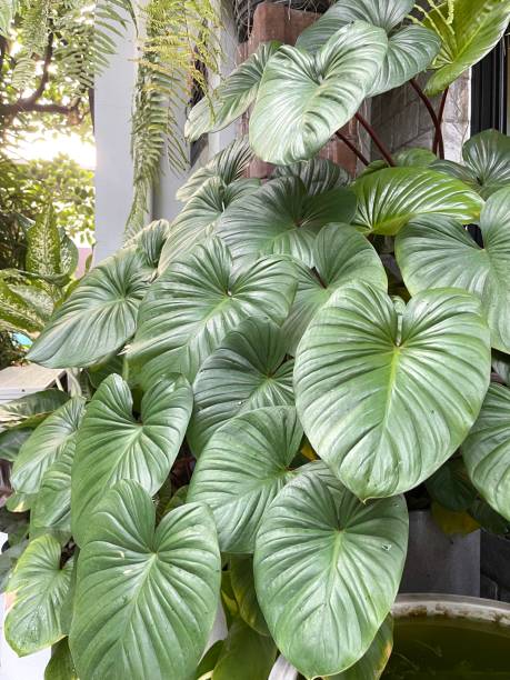 istock King of heart plant leaf for background 2004340304
