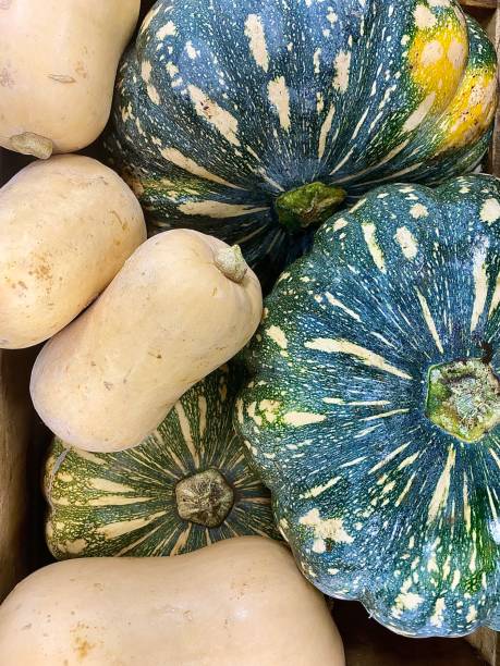 Kent and Butternut Pumpkins stock photo