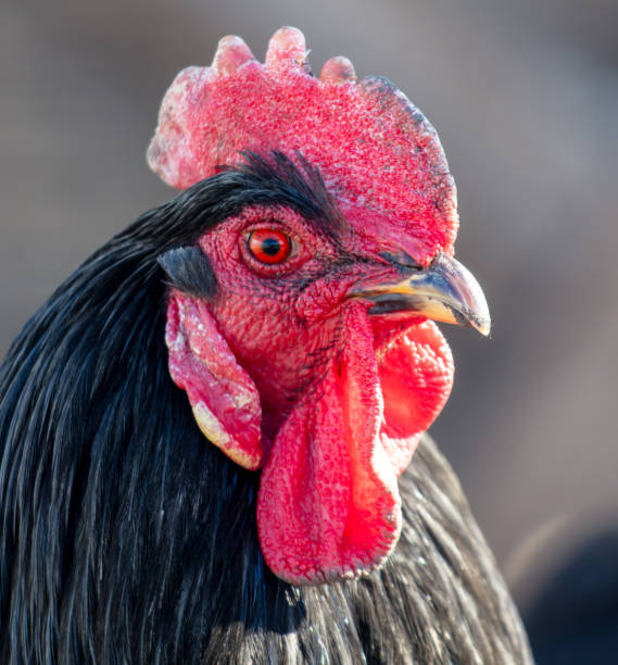istock Portrait of a black rooster on a farm 2004378526