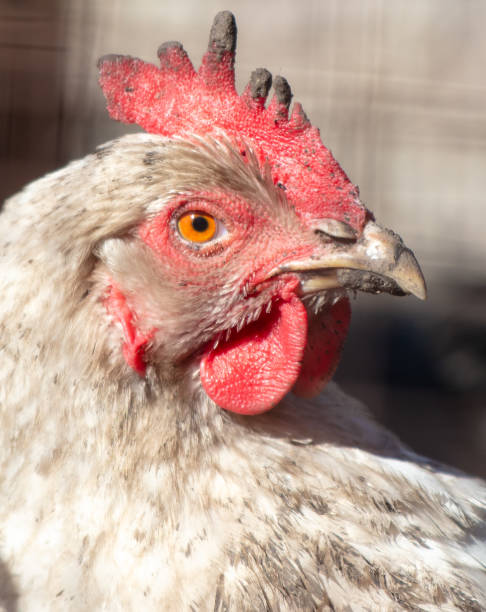 istock Portrait of a chicken on a farm 2004378532