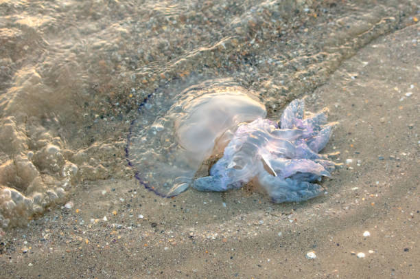 istock Jellyfish on the seashore at sunset 2004385815