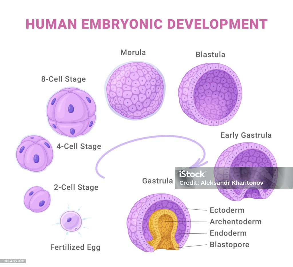 Human Embryon Human Embryonic Development Medical Educational Science Infographic ...