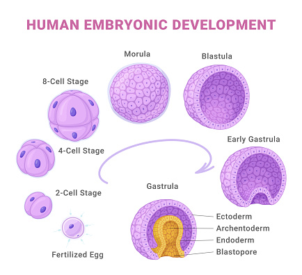Human Embryonic Development Medical Educational Science Infographic ... Biology Diagrams