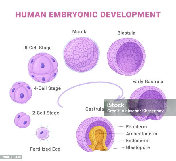Human Embryonic Development Medical Educational Science Infographic ... Biology Diagrams