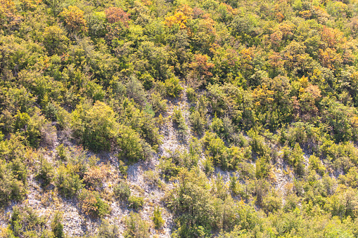 Trees on the mountainside as a background.