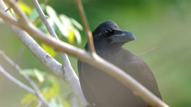 istock Intense gaze of common blackbird perched among green branches 2004392710