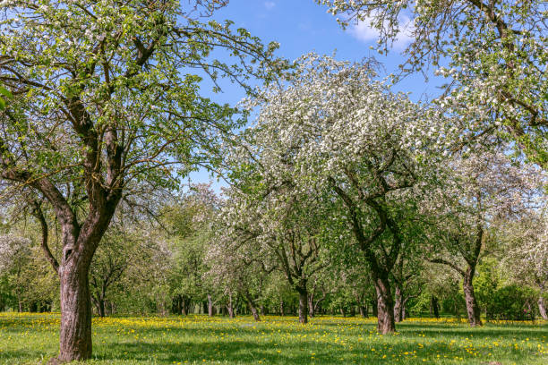 old apple trees garden blossoming on sunny spring day. spring orchard landscape.