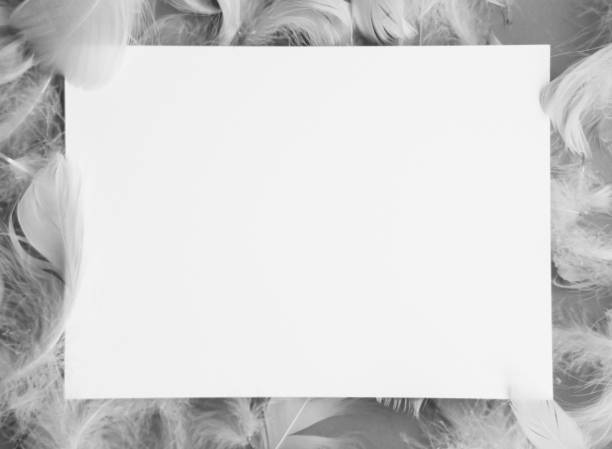 istock white paper with feathers on gray and white background, copy space for text 2004408092