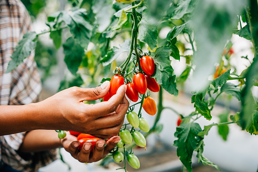 Farmer's hands gently holding cherry tomatoes in a sunny greenhouse. Quality harvest reveals diligent growth care vibrant red fruits showcasing nature's bounty outdoors.