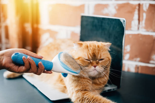 istock A woman holds her orange Scottish Fold cat while brushing its fur, a joyful routine of hygiene and pet care. The cat's relaxed demeanor reflects their deep friendship. Pat love routine 2004409201