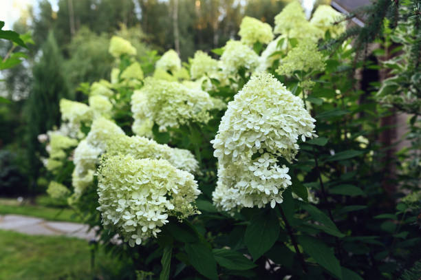 istock Hydrangea Paniculata Lime Light blooming in summer cottage garden 2004412488