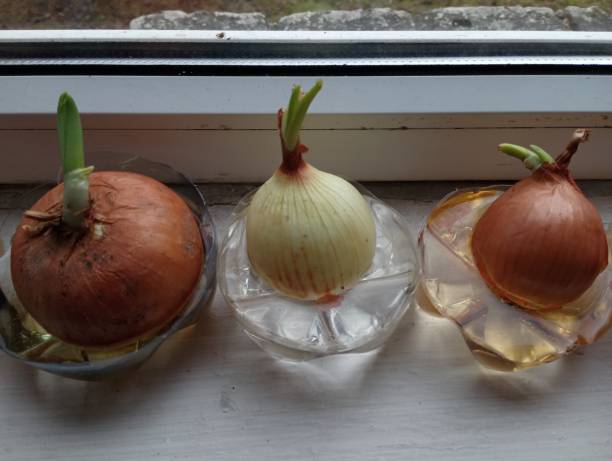 Several bulbs on the windowsill are placed in water for growing greens. Growing greens with your own hands indoors.