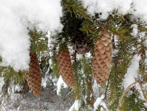 Snow-covered spruce trees stand in New Year's silver, And like white beds, Snowdrifts lie in the semi-darkness.