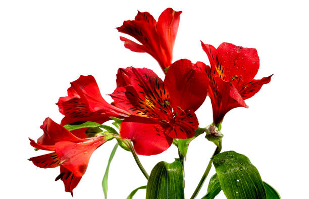 istock Red Alstroemeria flower on a white background 2004425134