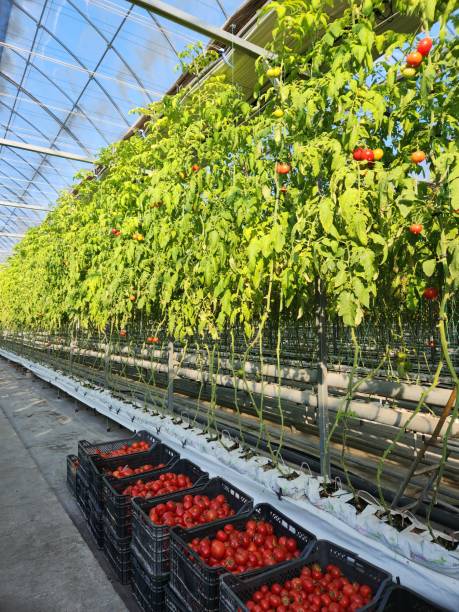 Polytunnel with long rows of strawberry plants.