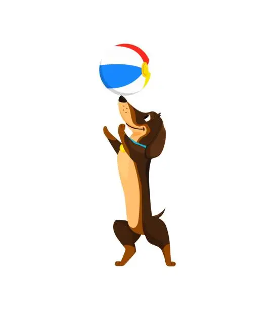 Vector illustration of Cartoon dachshund dog plays with a vibrant ball