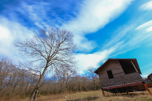 Abandoned wooden house in the forest