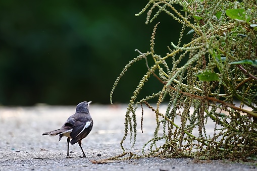 An Oriental Magpie-Robin (Copsychus saularis) is captured in a natural setting, meticulously searching for food near a bush with hanging green tendrils. The bird’s detailed features and the surrounding environment are highlighted, showcasing its natural habitat.