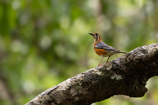 A lone beautiful Orange headed thrush (Geokichla citrina) perched on a tree branch in the wild forests of Goa, India.