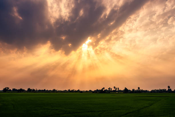 Dramatic golden sunset sky with sunbeam over rice field in countryside