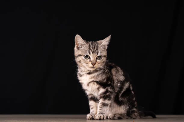 istock A cute little cat in the background 2004493092