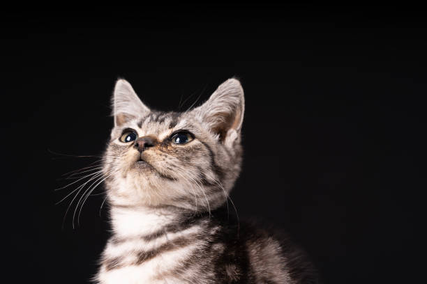 istock A cute little cat in the background 2004495984