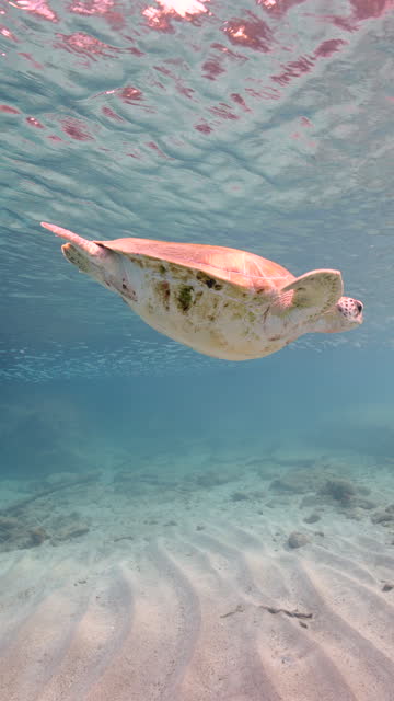 4K vertical: Sea Turtle in the ocean