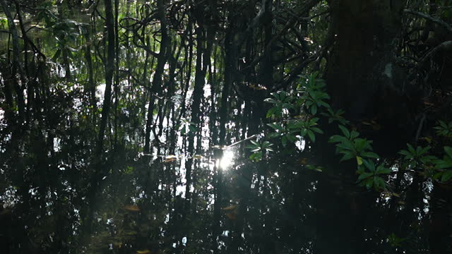 Rays of sunshine is reflected from the surface of a rising tide in a coast mangrove forest.