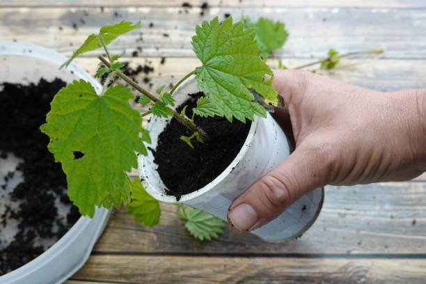 man's hand holding nettles propagated by cuttings in a recycled vase man's hand holding nettles propagated by cuttings in a recycled vase rooted cutting stock pictures, royalty-free photos & images