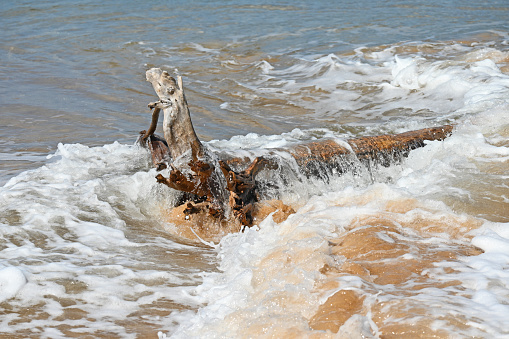 Drift wood log on the beach being washed over with waves