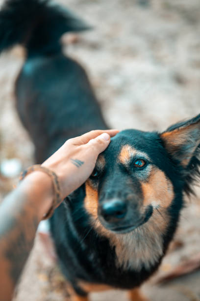 istock A  man's hand petting a dog 2004531703